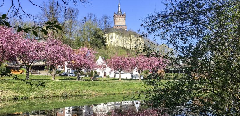 De Schwanenburg in Kleve, hoog op een heuvel met bloesembomen op de voorgrond