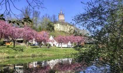 De Schwanenburg in Kleve, hoog op een heuvel met bloesembomen op de voorgrond