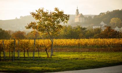 Wijngaard in het Burgenland bij ondergaande zon in de herfst 