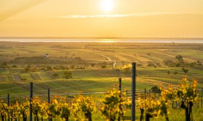 uitzicht over wijngaarden in Burgenland 